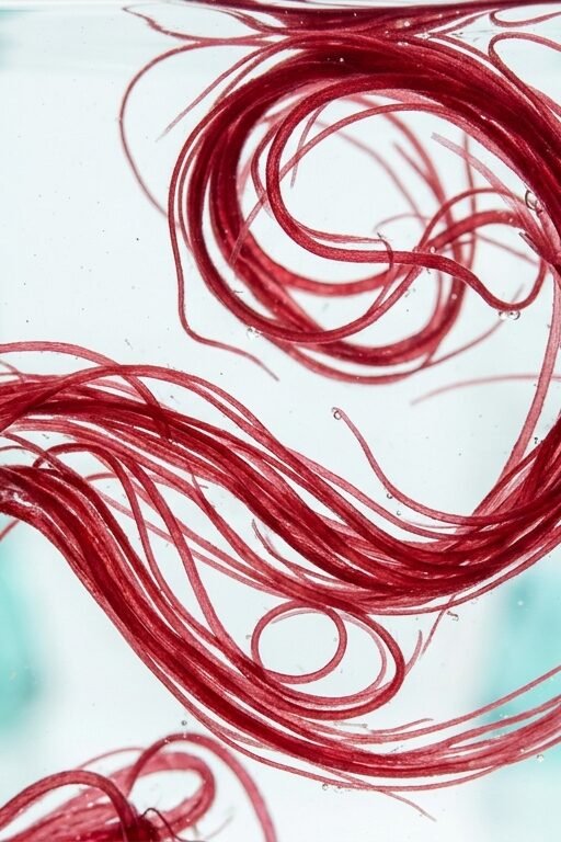 Rote Mikroalgen – die natürliche Quelle von Astaxanthin