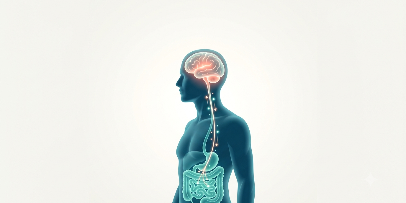 darm-hirn-achse-verbindung.webp Illustration der Darm-Hirn-Achse: leuchtende Nervenverbindung zwischen Gehirn und Darm über den Vagusnerv
