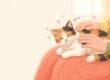 Hände streicheln eine Demenzkatze aus Plüsch auf dem Schoß, farbenfrohe Illustration